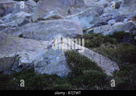Marmots on rock in mountain meadow, Whistler, BC Canada Stock Photo