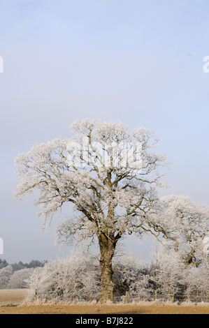 Oak tree on field edge with hoar frost in sunshine Norfolk UK Stock Photo