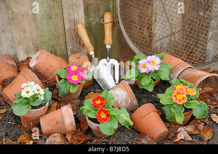 Rustic springtime garden scene with Primroses terracotta flowerpots and garden tools Stock Photo