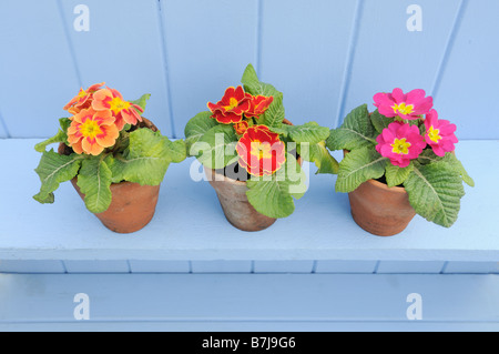 Rustic springtime garden scene with Primroses in terracotta pots on blue shelf Stock Photo