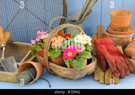 Rustic springtime garden scene with Primroses in wooden trug terracotta flowerpots and garden tools Stock Photo