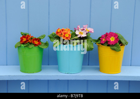 Rustic springtime garden scene with Primroses in colourful buckets on blue shelf Stock Photo