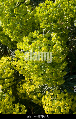(Euphorbia characias subsp. wulfenii) 'Lambrook Gold' Stock Photo