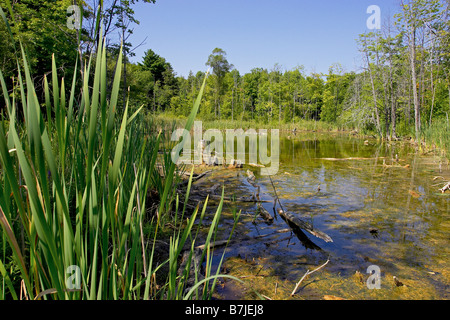 Wetlands, Canada, Ontario, Campbellville Stock Photo - Alamy