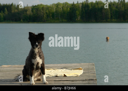 Dog at Katherine Lake, Canada, Manitoba, Riding Mountain National Park.  Motor boats are not allowed on Katherine Lake. Stock Photo