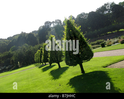 Topiary trees at Les Jardins de Valloires Abbaye de Valloires in Picardy France Stock Photo