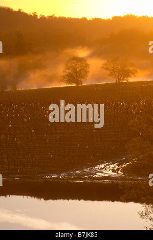 vineyard pond in early morning mist chateau pey la tour bordeaux france Stock Photo