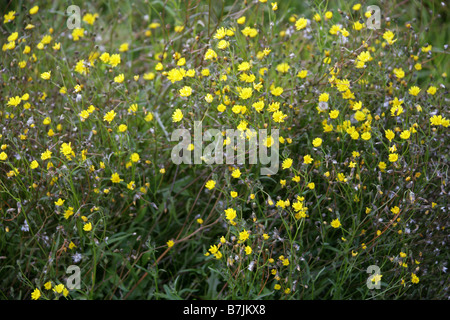 Marsh Hawksbeard, Crepis paludosa, Asteraceae, Compositae Stock Photo