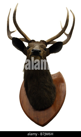 A cut out of a stags head mounted on a wall Stock Photo