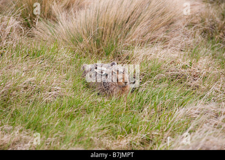 European Hare, Lepus europaeus, resting in undergrowth in Patagonia, Chile Stock Photo