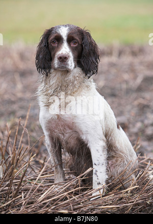 A pedigree Springer Spaniel gundog waiting for instructions Stock Photo