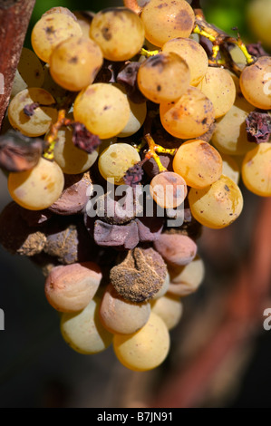 semillon grapes with noble rot chateau guiraud sauternes bordeaux france Stock Photo