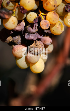 semillon grapes with noble rot chateau guiraud sauternes bordeaux france Stock Photo