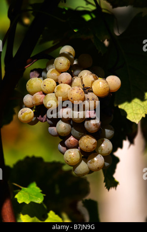 semillon grapes with noble rot beginning chateau guiraud sauternes bordeaux france Stock Photo