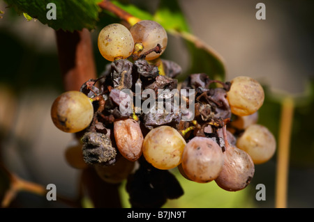 semillon grapes with noble rot chateau guiraud sauternes bordeaux france Stock Photo