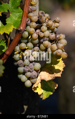 semillon grapes with noble rot chateau guiraud sauternes bordeaux france Stock Photo