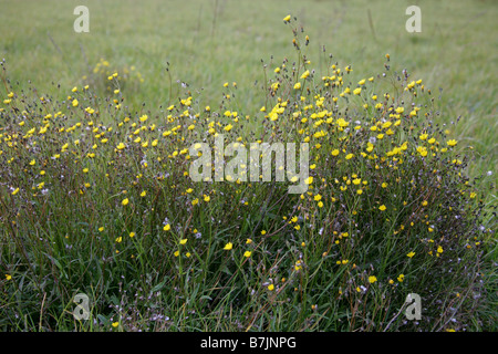 Marsh Hawksbeard, Crepis paludosa, Asteraceae, Compositae Stock Photo