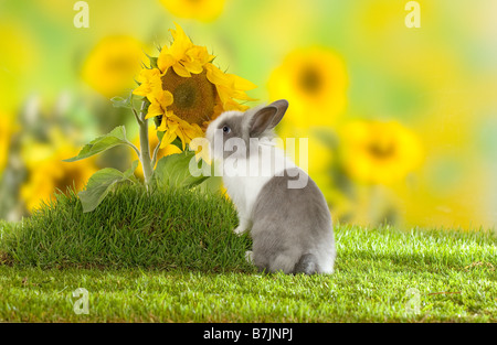 lion-headed dwarf rabbit at sunflower Stock Photo