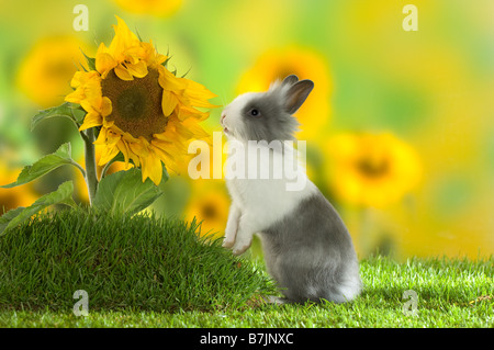 lion-headed dwarf rabbit at sunflower Stock Photo