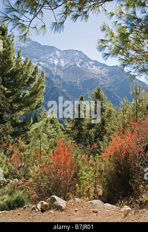 Alpine pine forest in front and majestic mountains as seen in Khumbu region Everest valley World Heritage Site Nepal Stock Photo