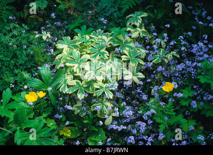 Astrantia Sunningdale Variegated with Forget-me-nots and yellow poppies Stock Photo