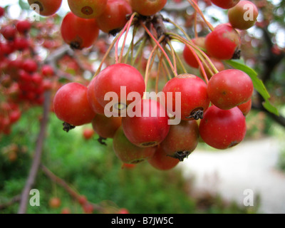 A clump of crabapple fruit Stock Photo