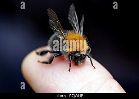 The Tree Bumble Bee Bombus hypnorum found in Oxfordshire 2008 Stock Photo