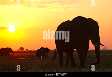 A moody silhouette of elephants feeding on a wetland at sunset with cattle egrets in attendance Stock Photo