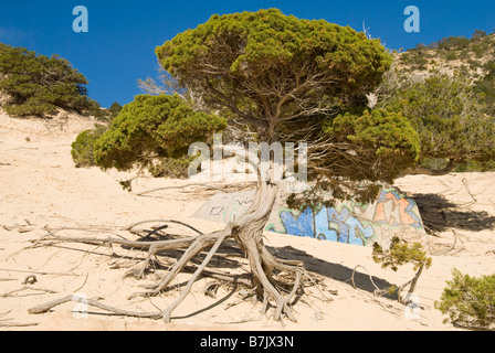Strangely shaped juniper growin out of the sand, Ibiza, Spain Stock Photo