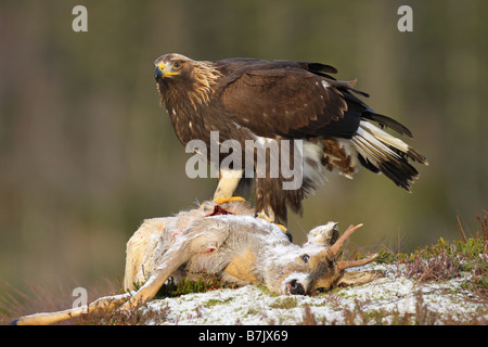 Golden Eagle Aquila chrysaetos sitting on top of a dead roe deer carcass in the snow in winter Stock Photo