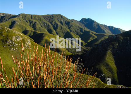 Restio grass growing in the Outeniqua Pass near George, Garden Route, South Africa. A World Heritage Site Stock Photo