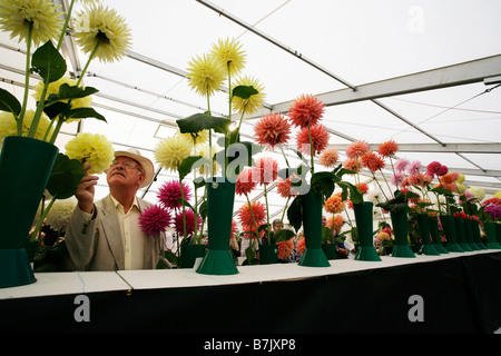 A visitor to the Shrewsbury Flower Show in August taking a close look at the Chrysanthemums Stock Photo