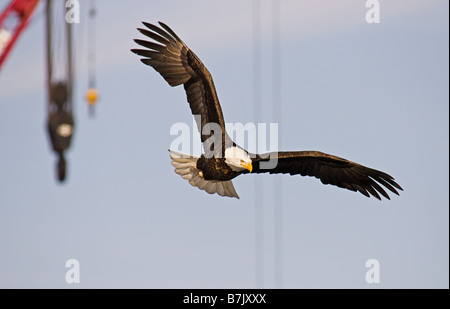 Bald Eagle flying in front of a hook hanging on a crane. Stock Photo