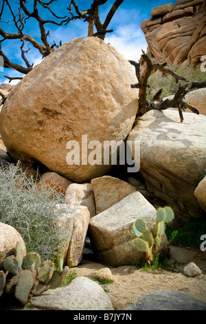 dead tree in rocks with beavertail cactus