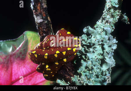 Red juvenile Green Tree Python Morelia (Chondrophython) viridis Stock Photo