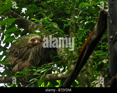 Costa Rica Central America three-toed sloth (Bradypus tridactylus) Stock Photo