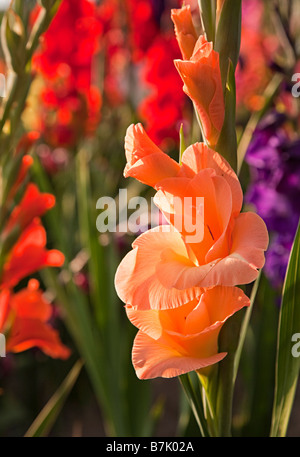 Pink gladiolus flower Stock Photo