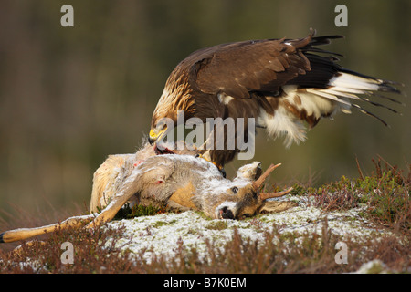 Golden Eagle Aquila chrysaetos feeding on a dead Roe Deer in the snow in winter Stock Photo