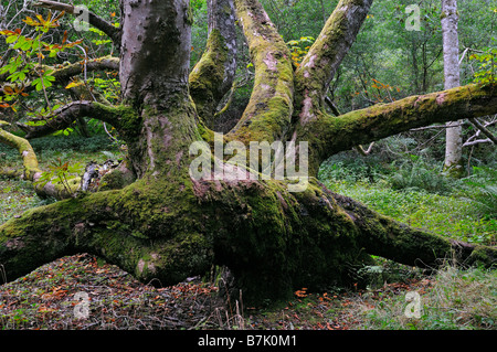 Ancient deciduous woodlands above Loch Tay Perthshire Scotland UK Stock Photo