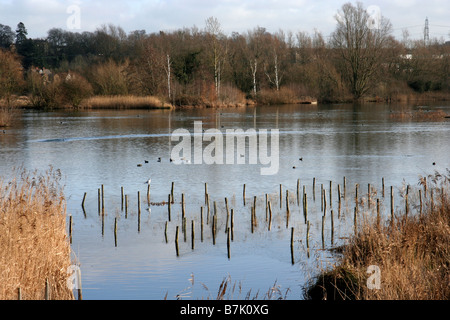 Amwell quarry Nature Reserve Stock Photo