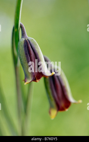 Fritillaria elwesii Stock Photo