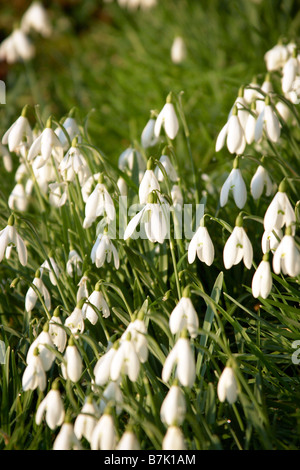 First Signs of Spring, Snowdrops Stock Photo