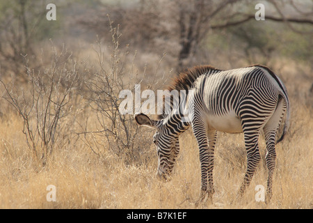 grevy's zebra Stock Photo