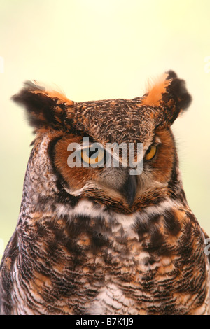 Great horned Owl - Vertical Stock Photo