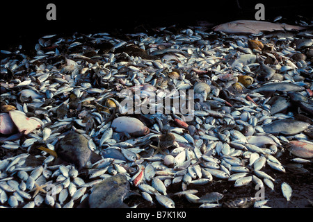 Trawl net bycatch from shrimp fishery Sea of Cortez Mexico Stock Photo