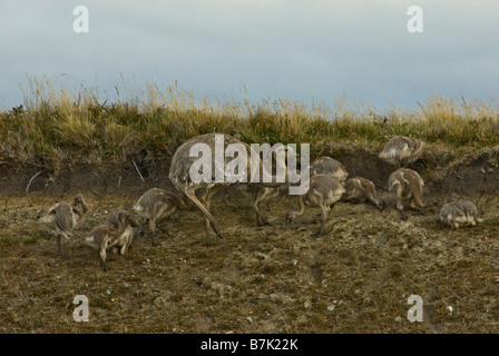 Darwin's Rhea (Rhea pennata), also known as the Lesser Rhea, is the smaller of the two extant species of rhea, Patagonia Chile Stock Photo