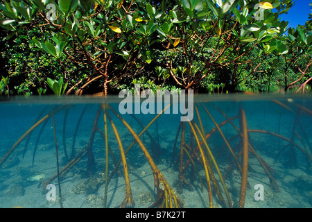 Red mangrove Rhizophora mangle Fiji Pacific Ocean Stock Photo