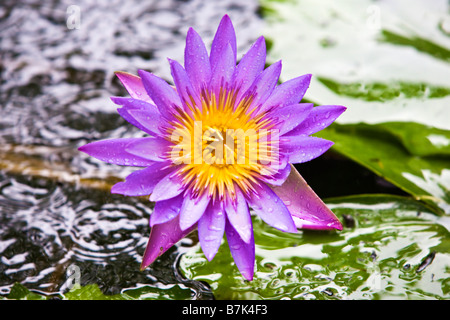 Purple lotus flower (a type of water lily Stock Photo - Alamy