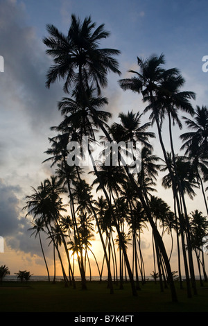 Palm tree silhouettes at sunset in Sri Lanka Stock Photo