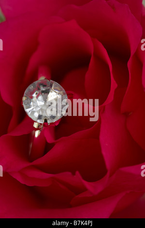 Diamond solitaire engagement ring hidden in the petals of a red rose Stock Photo